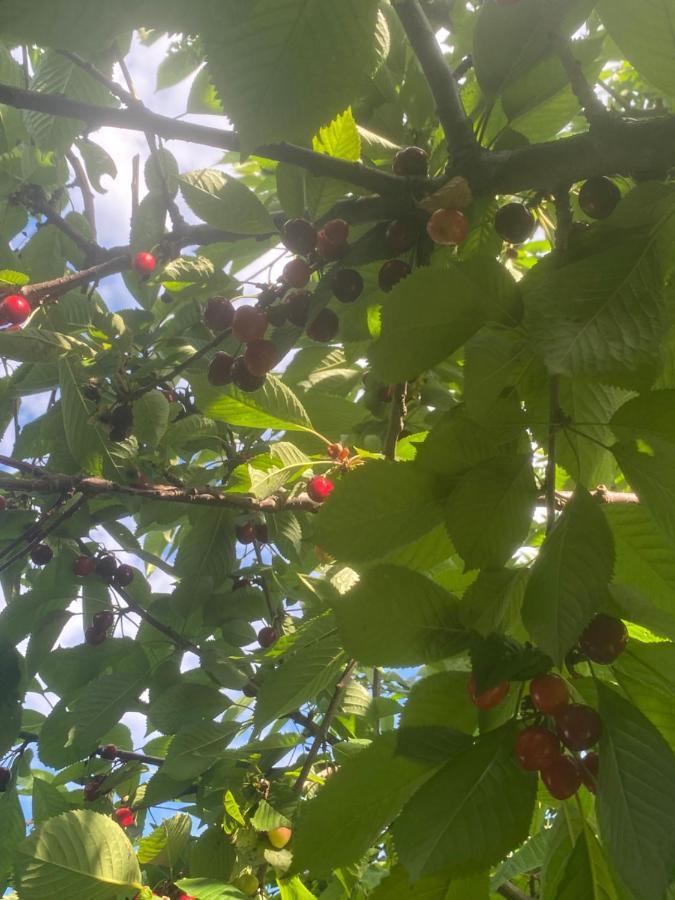 Loma-asunnot Anita